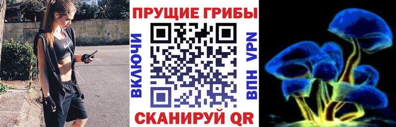 Галлюциногенные грибы Psilocybine cubensis  купить закладку  Копейск 